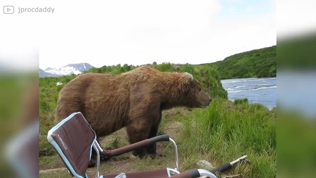 Cet ours chill juste à côté de cet homme en pleine nature