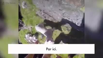 Incroyable ! Il sauve un agneau qui avait perdu sa maman