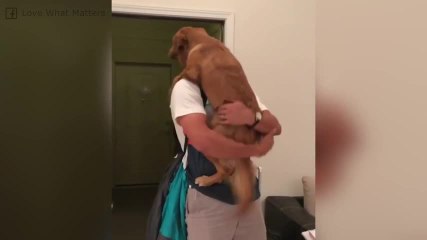 Ce chien semble très attaché à son maître... Adorable !