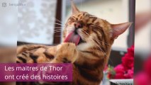 Thor, le chat bengal qu'on adore suivre sur Instagram !