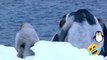 Ces chutes de pingouins vont vous faire bien rire