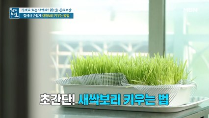 잎부터 뿌리까지 섭취! 집에서 손쉽게~ '새싹보리 수경 재배'
