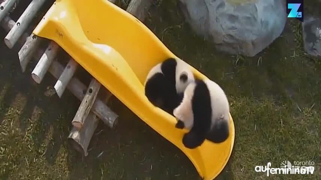 Quand deux pandas s’éclatent sur un toboggan !