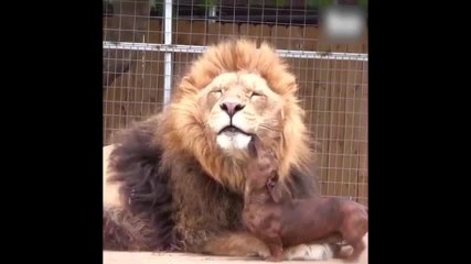 Histoire d’amour entre un lion et un teckel