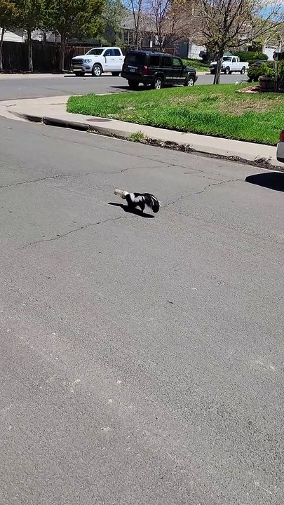 Skunk's Lucky Day