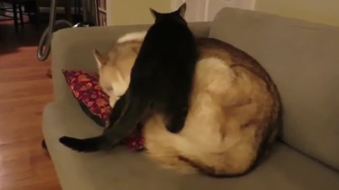 Moment de tendresse entre un chien et un chat