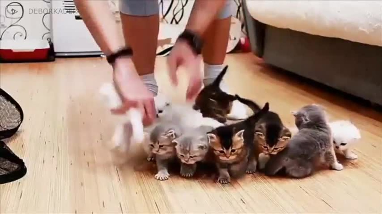 Faire tenir plusieurs chatons sur une photo, un...