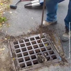 Ce raton laveur va-t-il survivre