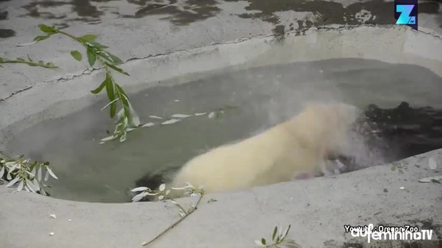 Ce bébé ours polaire s’amuse dans sa nouvelle maison !