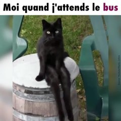 Un chat assis comme un être humain