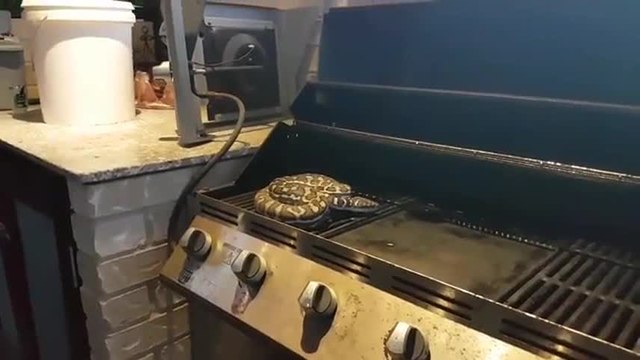 Qu’est-ce qui a pu se cacher dans le barbecue