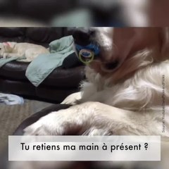 Ce chien ne veut pas lâcher sa tétine