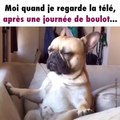 Un chien s'endort devant la télévision