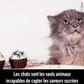 8 trucs fous que vous n'imaginiez pas sur votre chat