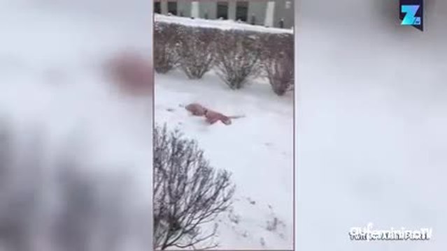 Nager dans la poudreuse, le nouveau sport à la mode