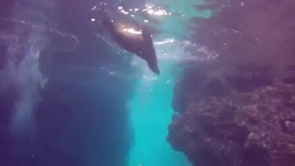 Ils nagent avec des phoques