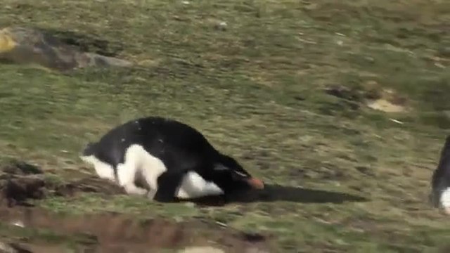 Des pingouins & de bonnes chutes