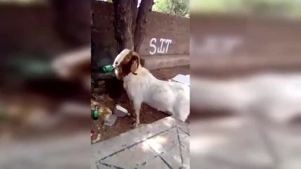 Une chèvre qui aime la bière