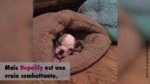 La très belle histoire de la petite chienne Hopelily