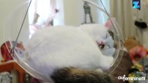 Trop mignon : la balançoire pour chat