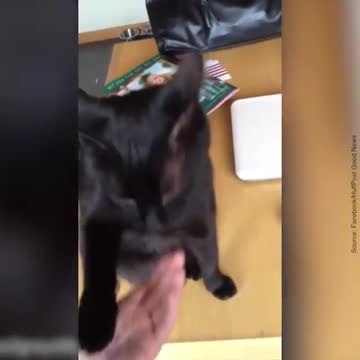 Ces chats ne son pas fans des caresses