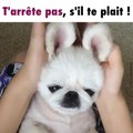 Un chien bien chanceux