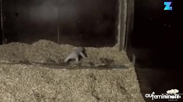 Instant meûgnon: l’ourson polaire fait ses premiers pas