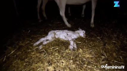 PETA publie une vidéo choc de maltraitance animale