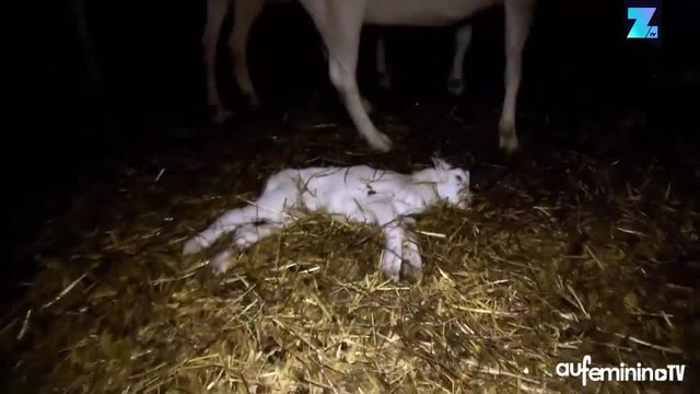 PETA publie une vidéo choc de maltraitance animale