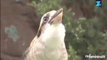 Original, le tube du moment est chanté par des oiseaux !