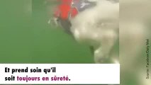 Un chien aveugle et son guide son meilleur ami