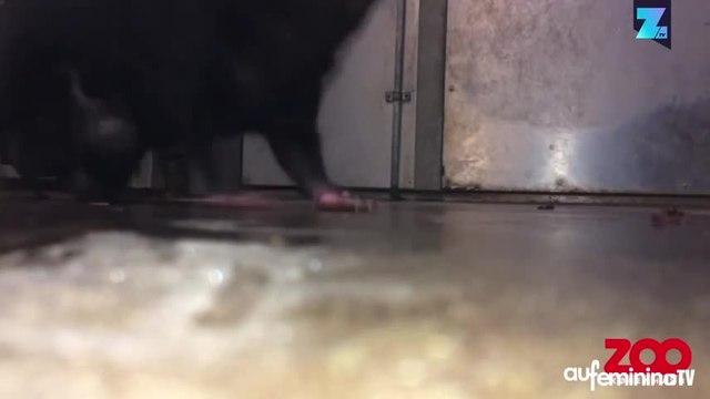 Un diable de Tasmanie bien agité !