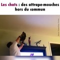 Le chat attrape-mouches