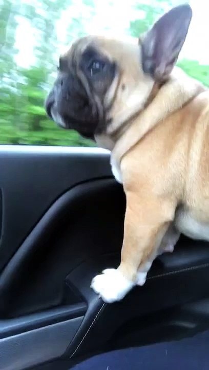 Talented Puppy Puts On Hilarious Show When He Hears His Favorite Song