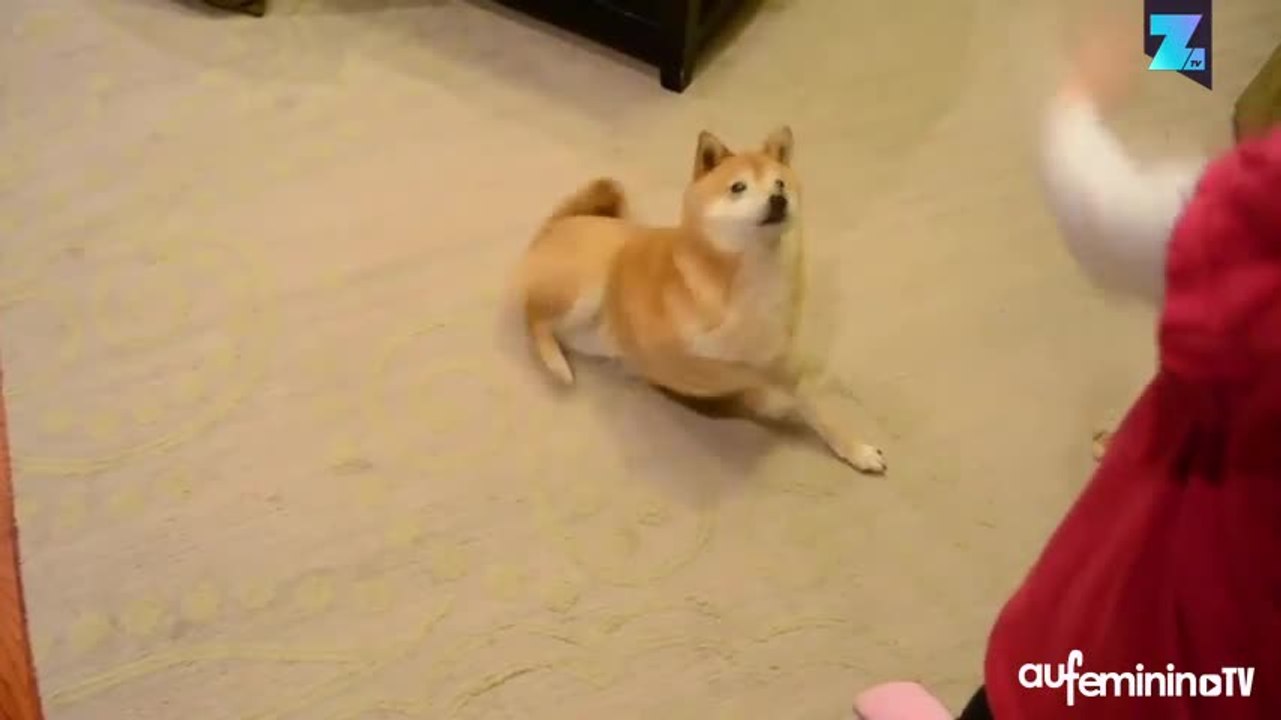 Le chien qui n’arrivait pas à faire des galipettes
