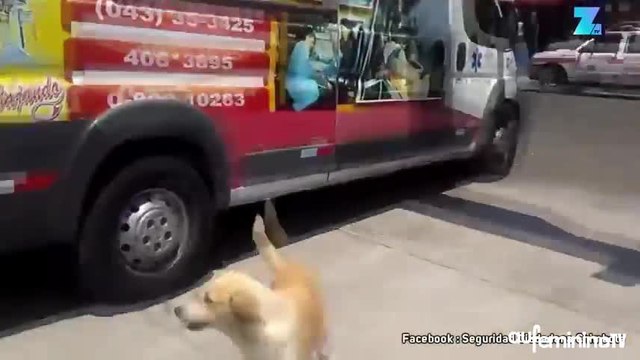 Ces chiens n’abandonneront jamais leur maître blessé