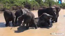 Ces éléphants savourent leur bain !