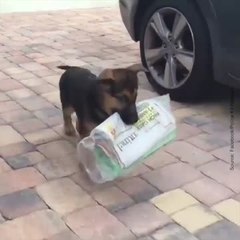 Un petit chien porte un journal