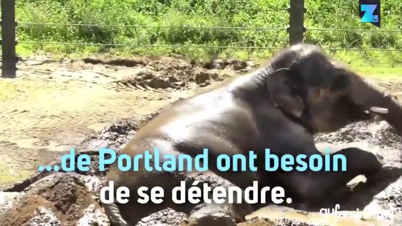 L’éléphant qui aimait les bains de boue