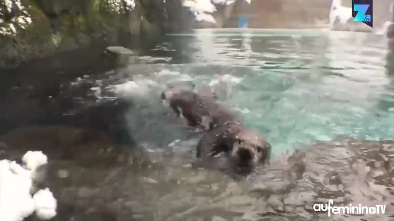 Instant mignon : les animaux s’éclatent dans la neige !