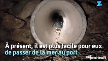 On a construit un tunnel rien que pour ces manchots !