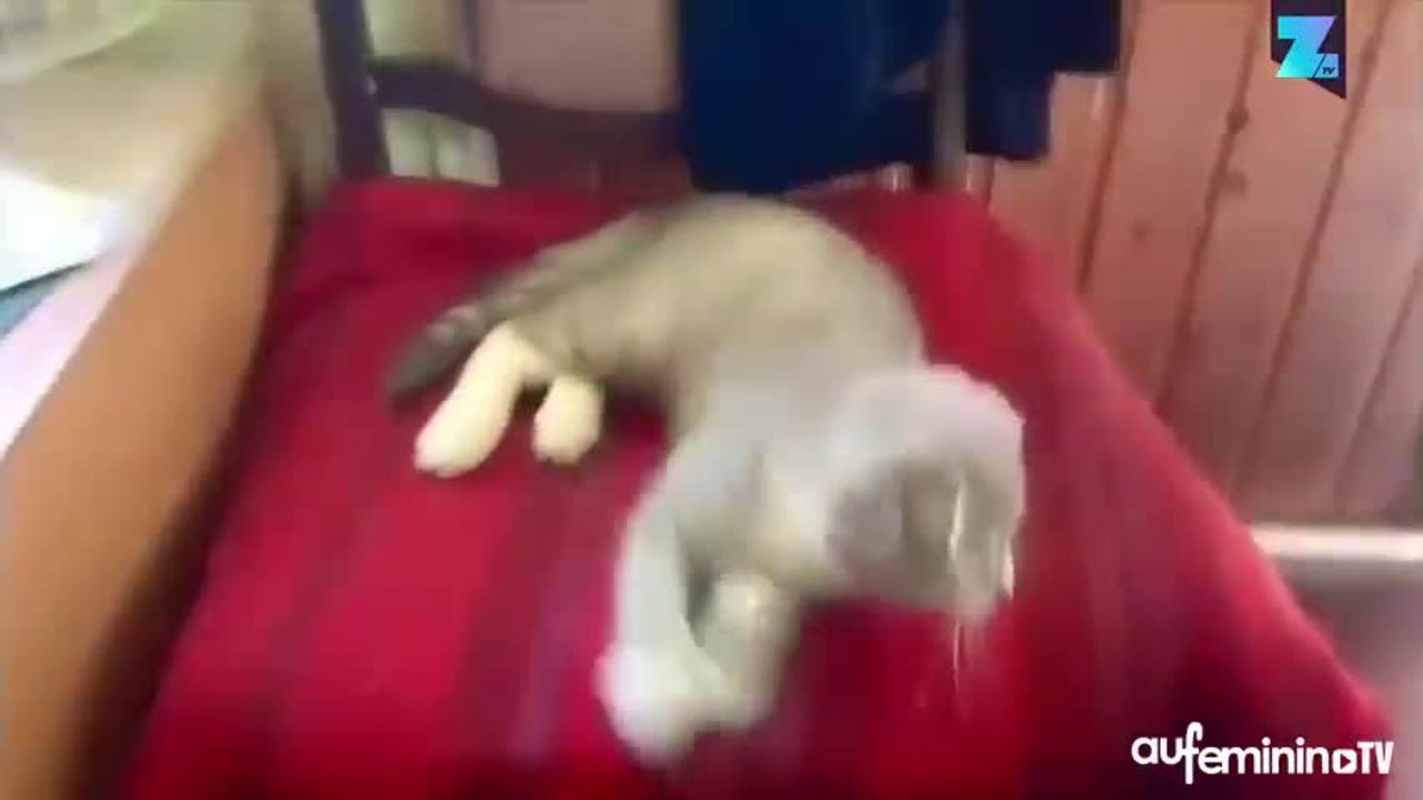 Astucieux : un chien qui ramasse les poubelles...