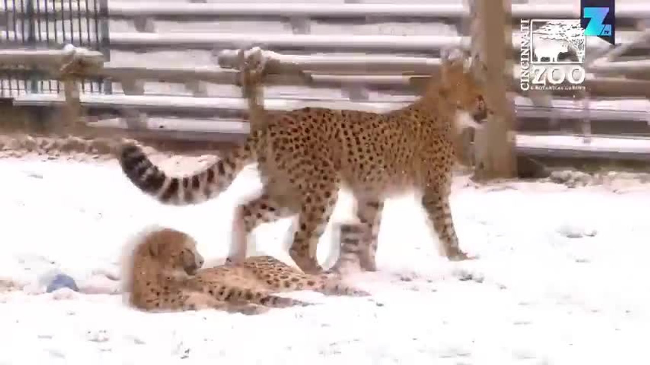 Qui l’eût cru  Ces guépards adorent la neige !
