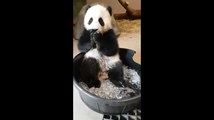 Un panda prend un bain de glaçons