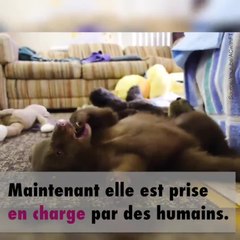 Tahoe : l'ours qui vit chez des hommes