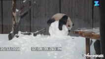Un panda trop mignon se bat avec un bonhomme de neige !