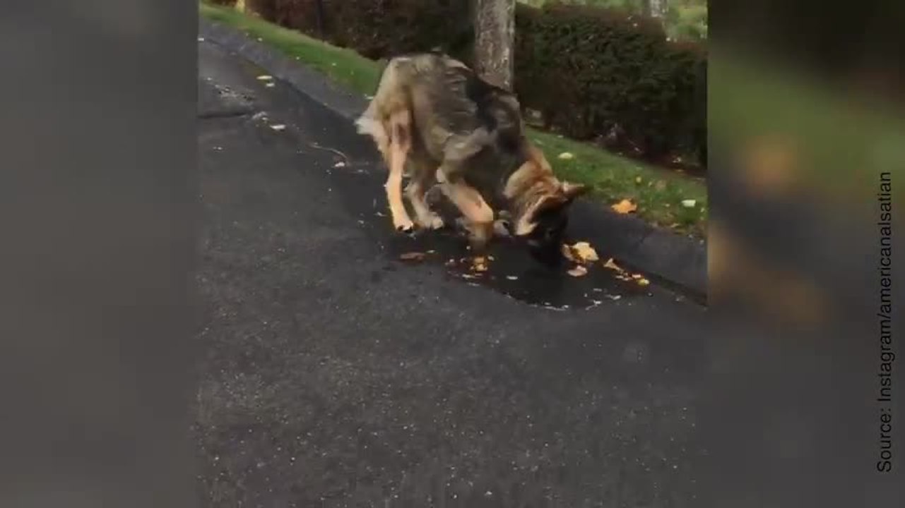 Ce chien joue avec l'eau