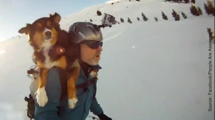 Un chien qui adore skier