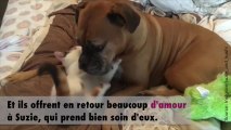 Une chienne adopte des chatons