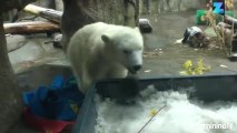 Cette jeune ourse polaire découvre la neige !